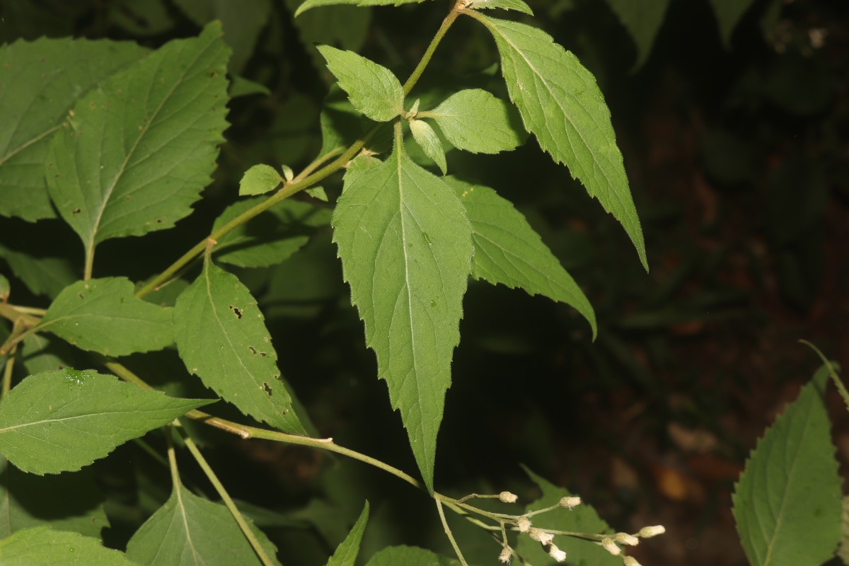 Cyanthillium hookerianum (Arn.) H.Rob.
